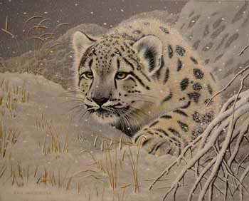 Snow Leopard 6